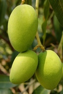 Summer Fruit Festival - Chausa and Dussehri Mangoes  - Valley View