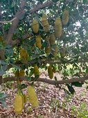 Jackfruit full  - Valley View