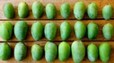 Summer Fruit Festival - Chausa and Dussehri Mangoes  - Valley View